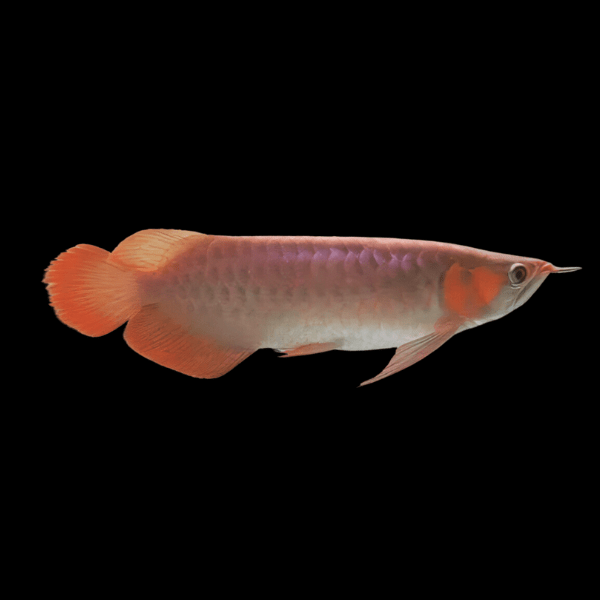 Malaysian Golden Red Rose Crossback Arowana Scleropages Formosus 20cm - Real Aquatics