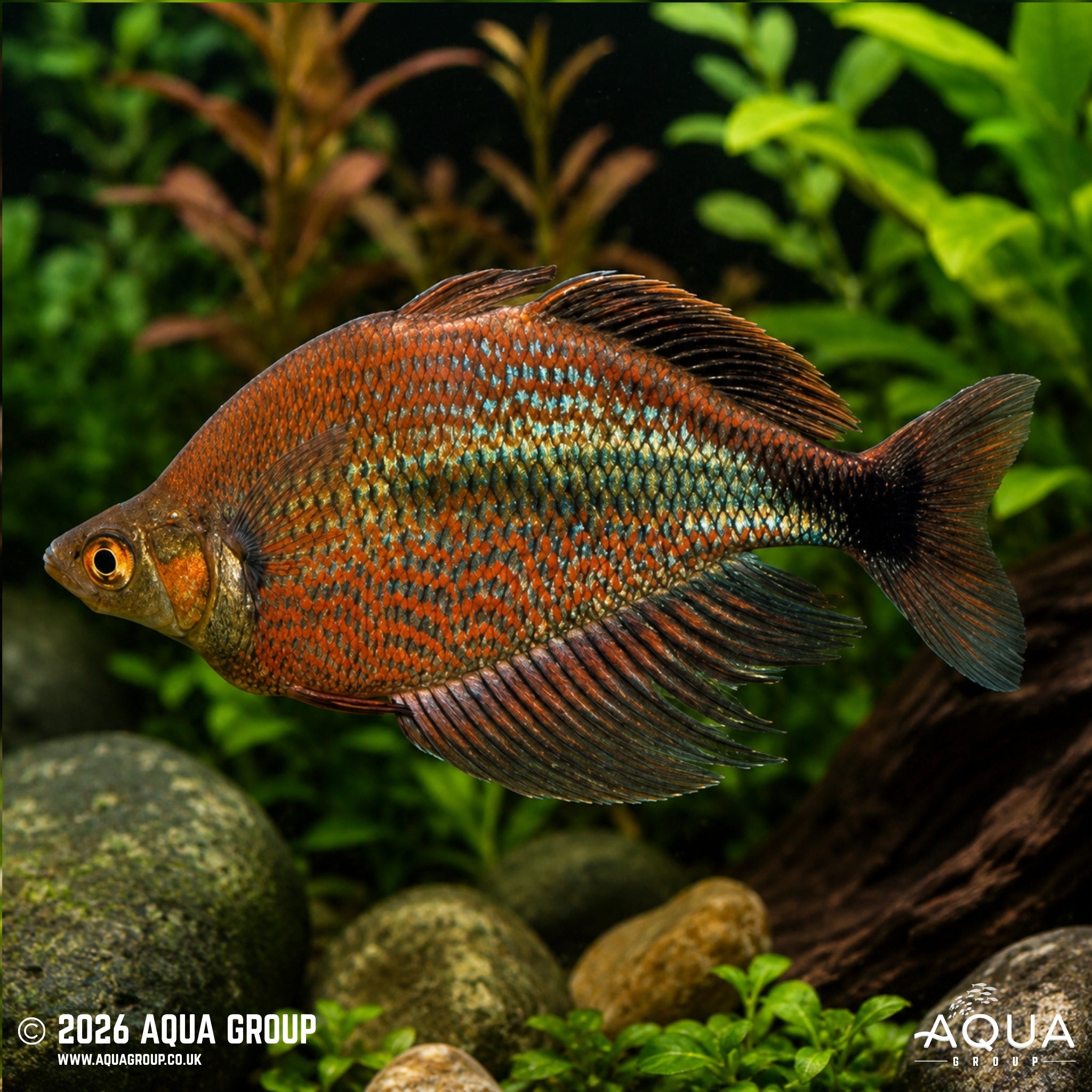 Mamberamo River Rainbowfish (Glossolepis multisquamata)