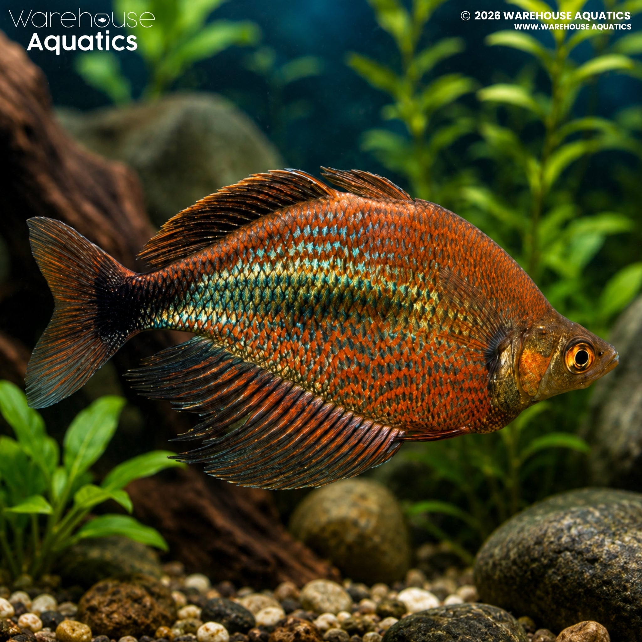 Mamberamo River Rainbowfish (Glossolepis multisquamata)
