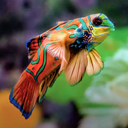 Red Mandarin (Synchiropus splendidus)