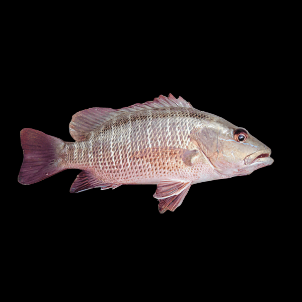 Mangrove Jack Lutjanus Argentimaculatus 10cm - Real Aquatics