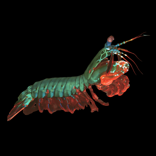 Mantis Shrimp Giant Green Odontodactylus Scyllarus - Real Aquatics