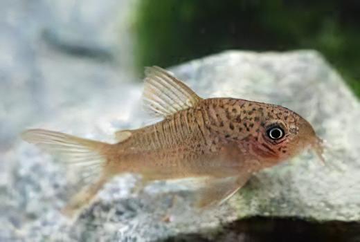 Many Spotted Corydoras Polystictus 4cm Catfish - Real Aquatics
