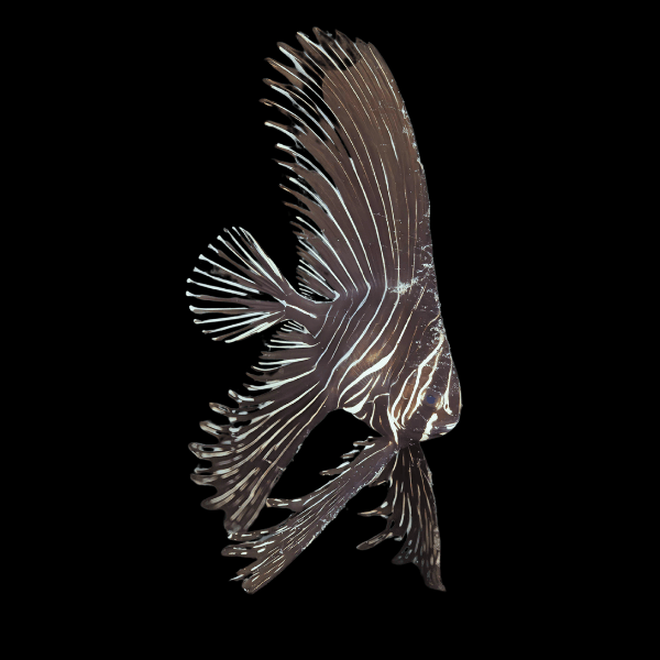 Marble Batfish Platax Batavianus - Real Aquatics