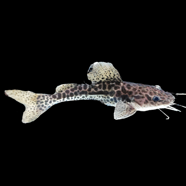 Marble Catfish Hybrid Red Tailed Catfish x Achara Catfish 10cm - Real Aquatics