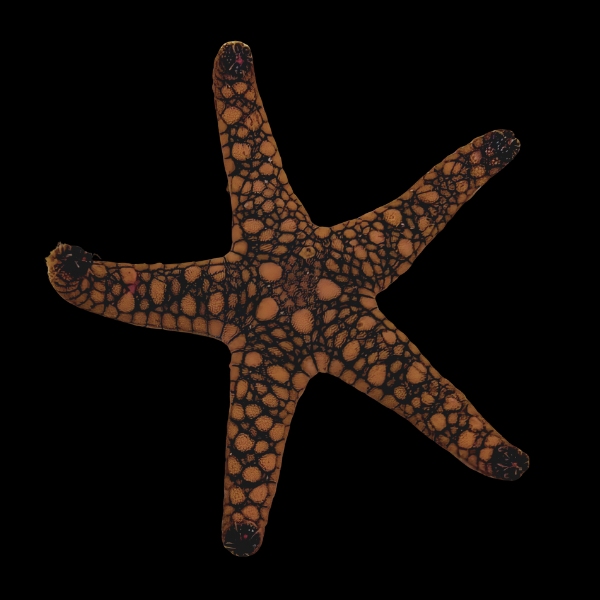 Marble Starfish Fromia Sp - Real Aquatics
