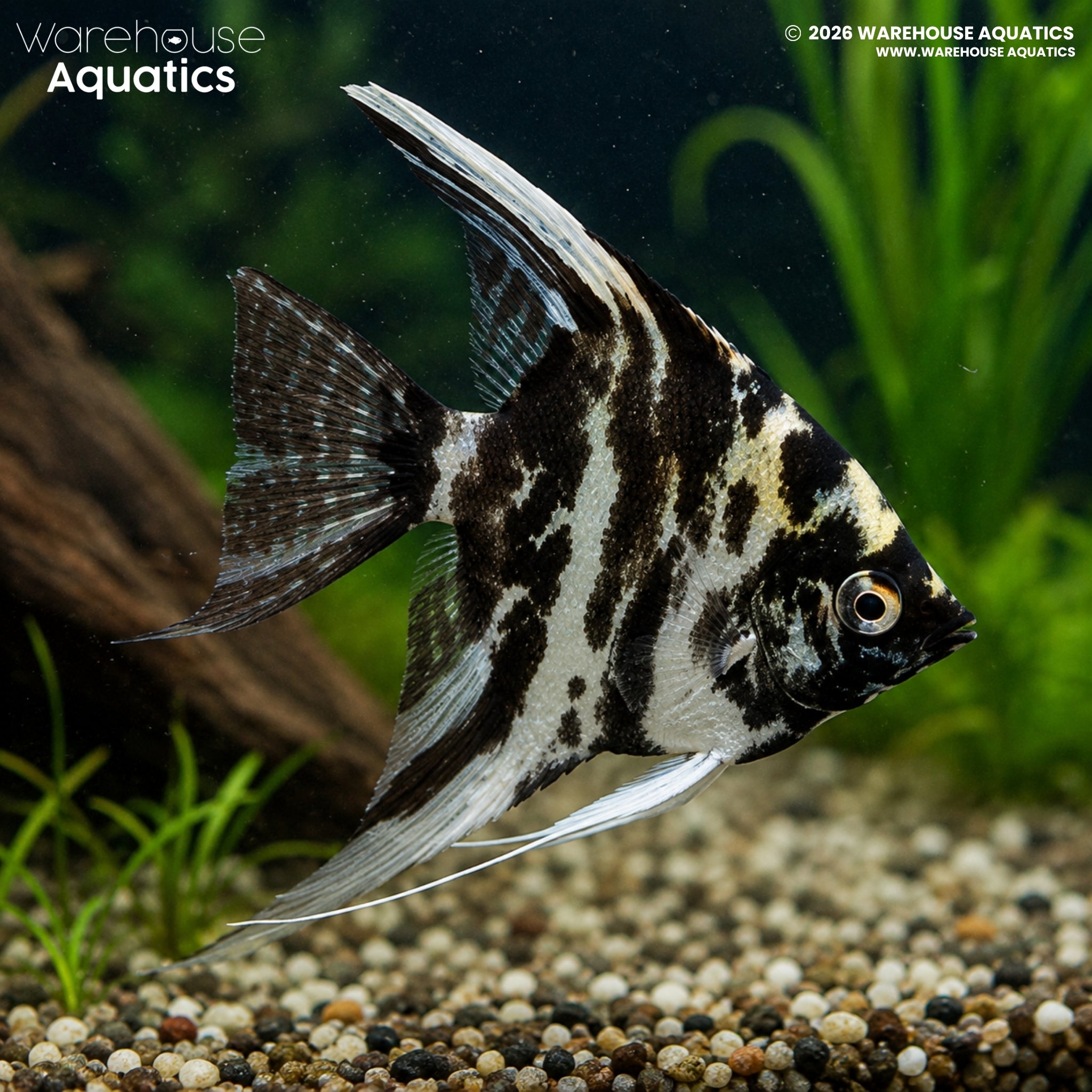 Marble Angelfish (Pterophyllum scalare)