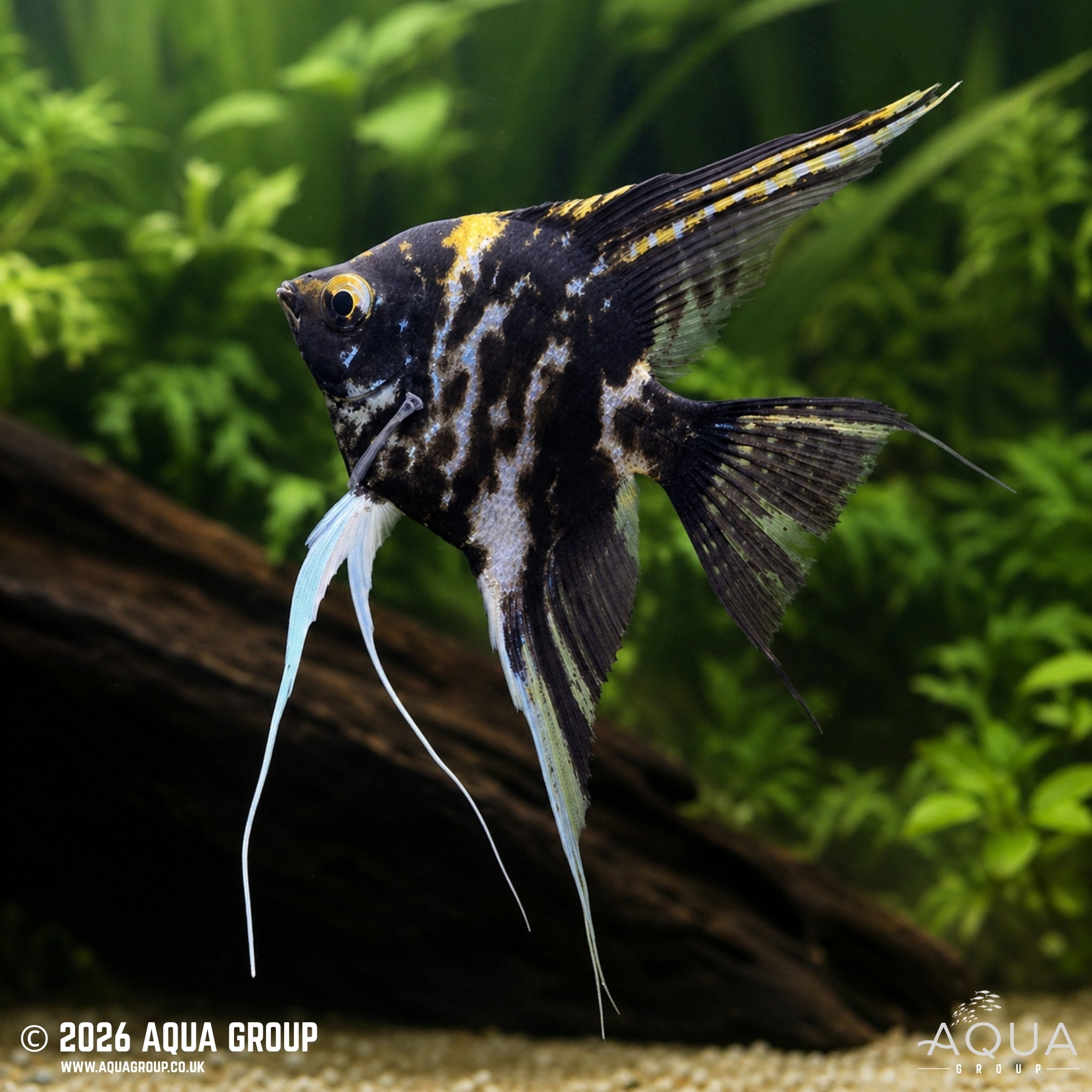 Marble Angelfish (Pterophyllum scalare)