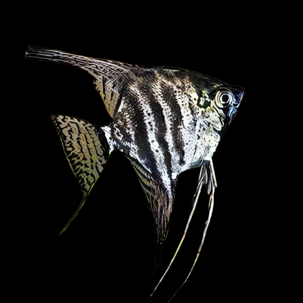 Marbled Angelfish Pterophyllum Scalare - Real Aquatics