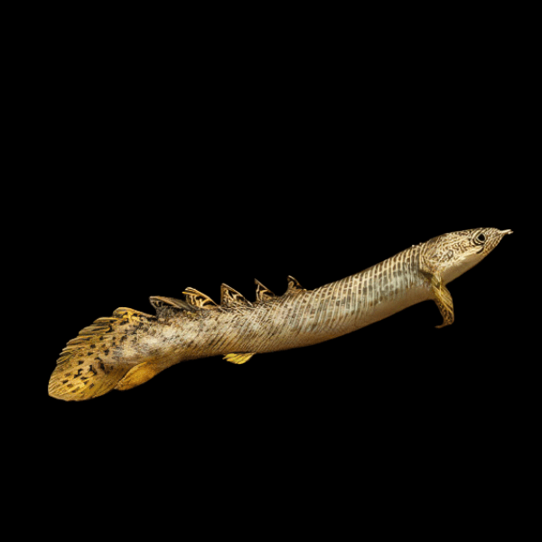 Marbled Bichir Polypterus Palmas Palmas Polli 10cm - Real Aquatics