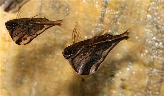 Marbled Hatchet Fish Carnegiella Strigata 4cm - Real Aquatics