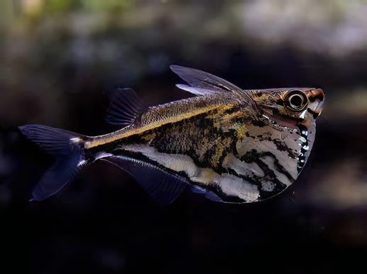 Marbled Hatchet Fish Carnegiella Strigata 4cm - Real Aquatics