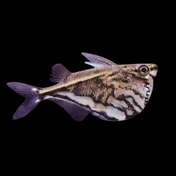 Marbled Hatchet Fish Carnegiella Strigata 4cm - Real Aquatics