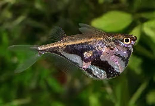 Marbled Hatchet Fish Carnegiella Strigata 4cm - Real Aquatics
