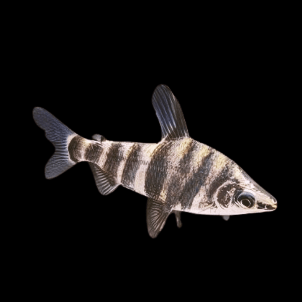 Marbled Head stander Abramites Hypselonotus 5cm - Real Aquatics