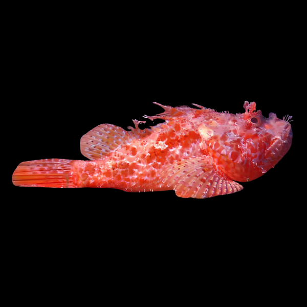 Marbled Scorpino Scorpion Fish Scorpaenodes Sp - Real Aquatics