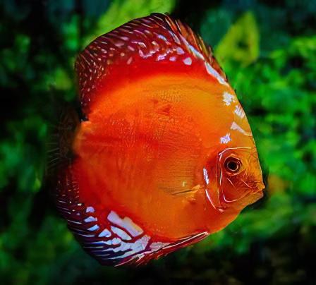 Marlboro Red Discus - Real Aquatics