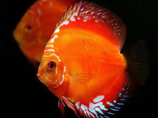 Marlboro Red Discus - Real Aquatics