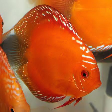 Marlboro Red Discus - Real Aquatics