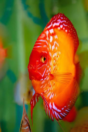 Marlboro Red Discus - Real Aquatics