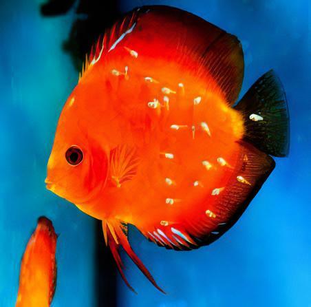 Marlboro Red Discus - Real Aquatics