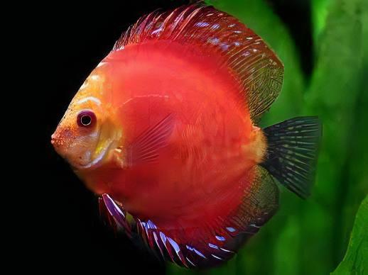 Marlboro Red Discus - Real Aquatics
