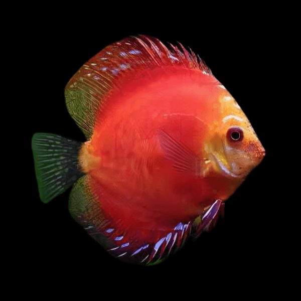 Marlboro Red Discus - Real Aquatics