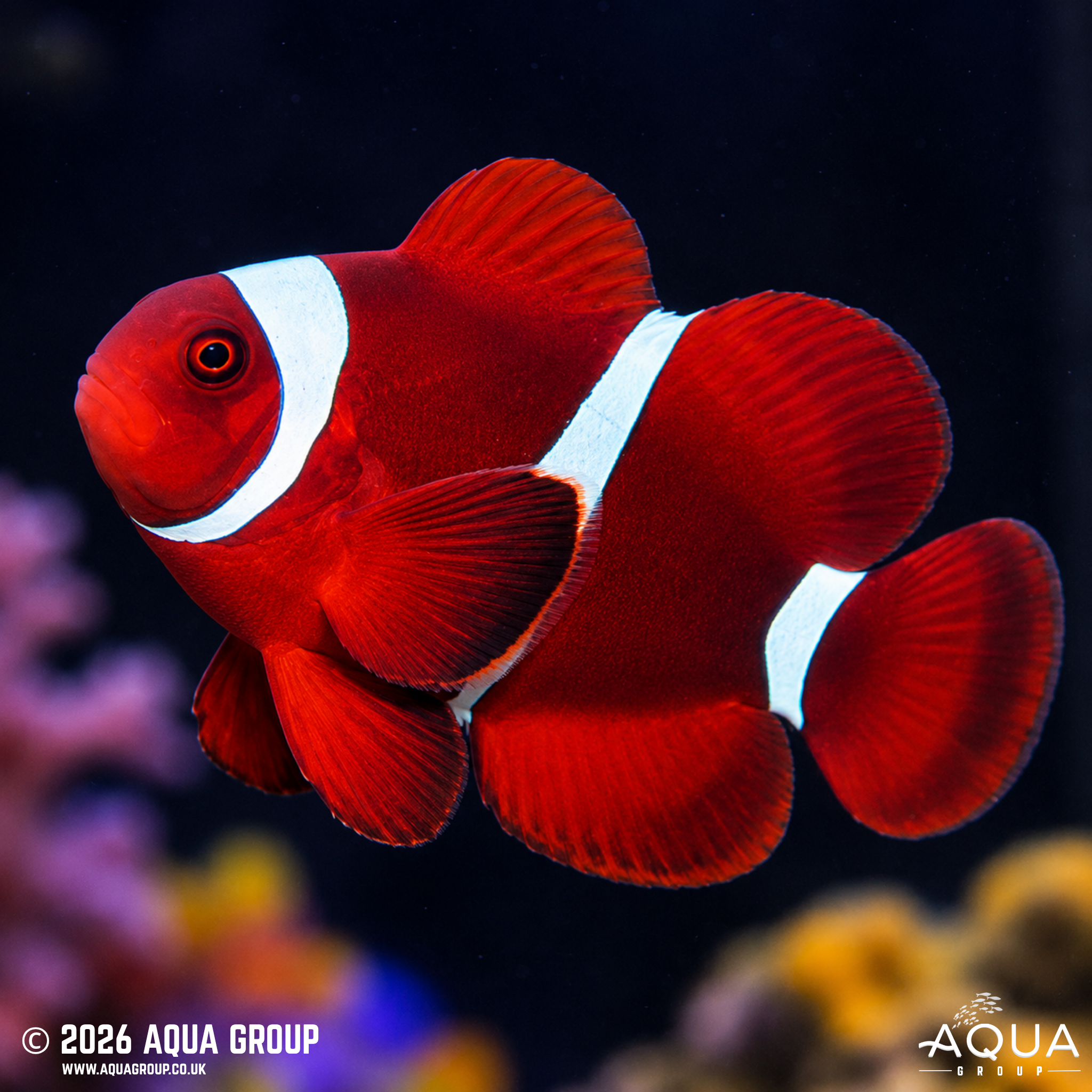 Maroon Clownfish (Amphiprion biaculeatus)