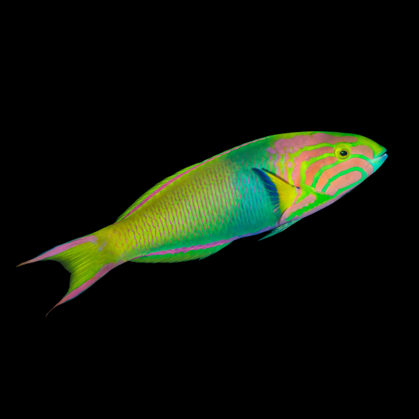 Marshall Island Wrasse Thalassoma Lutescens - Real Aquatics