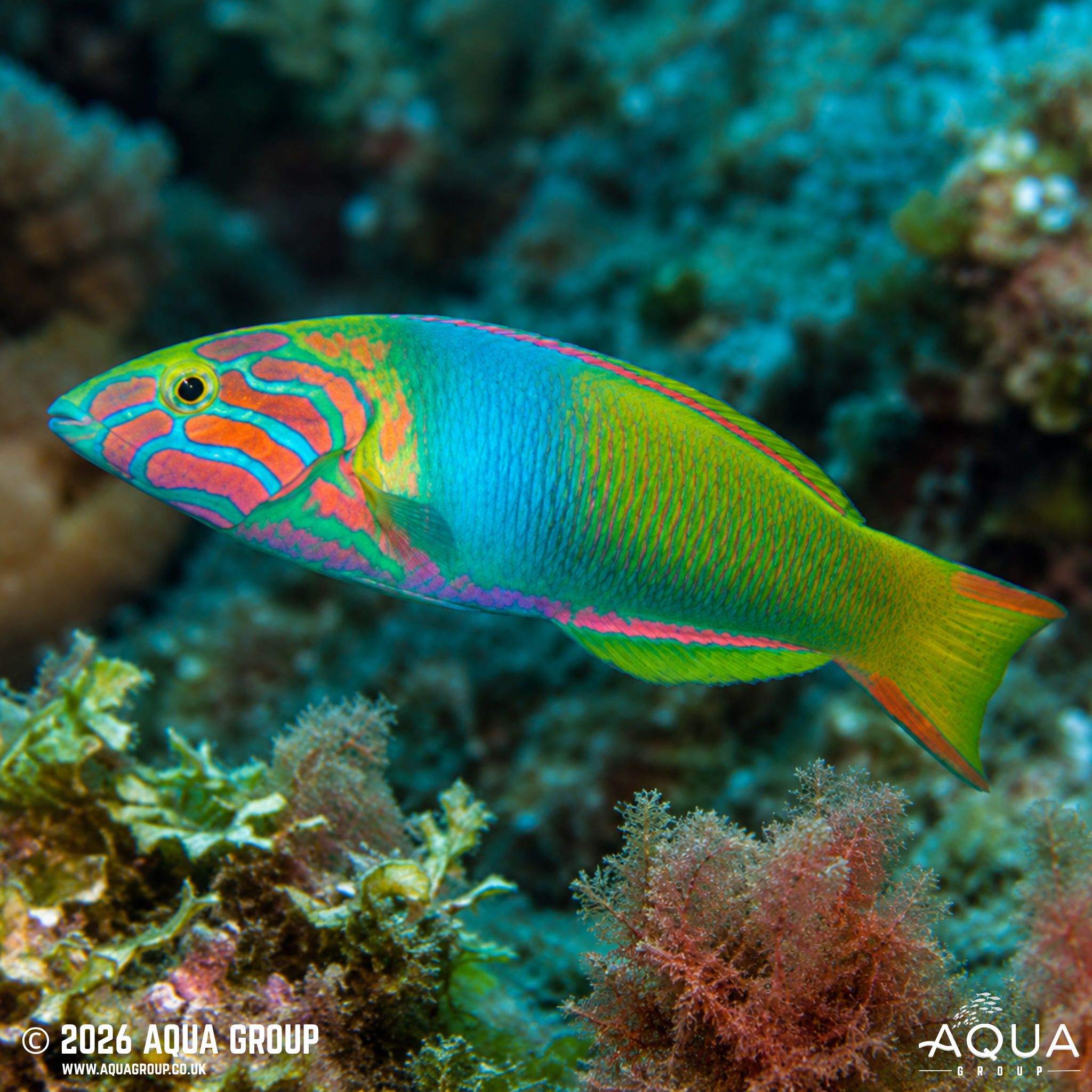 Marshall Islands Wrasse