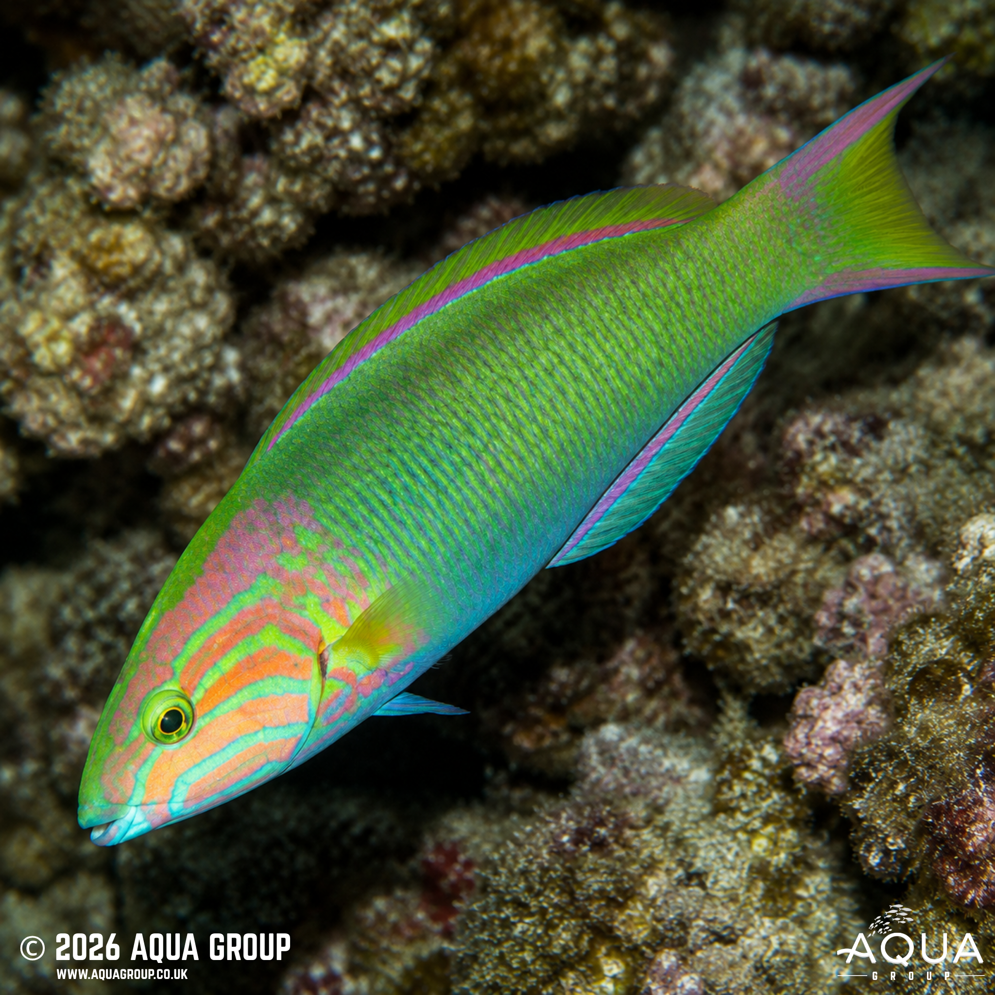 Marshall Islands Wrasse