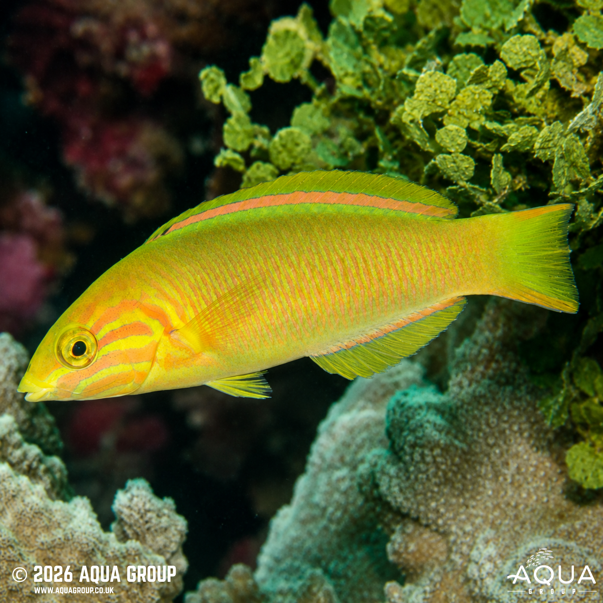 Marshall Islands Wrasse (Thalassoma lutescens)