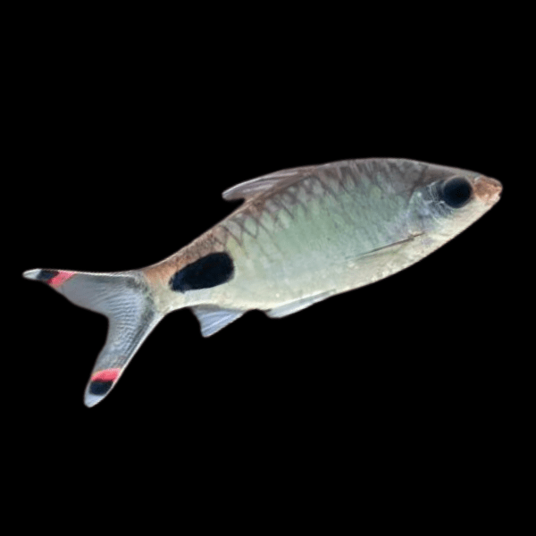 Mascara Barb Dawkinsia Assimilis 5cm - Real Aquatics