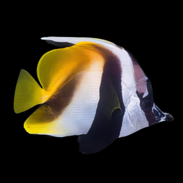 Masked Heniochus Butterfly Fish Heniochus Monoceros - Real Aquatics