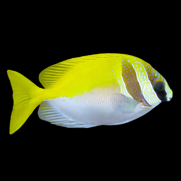 Masked Rabbit Fish Siganus Virgatus - Real Aquatics