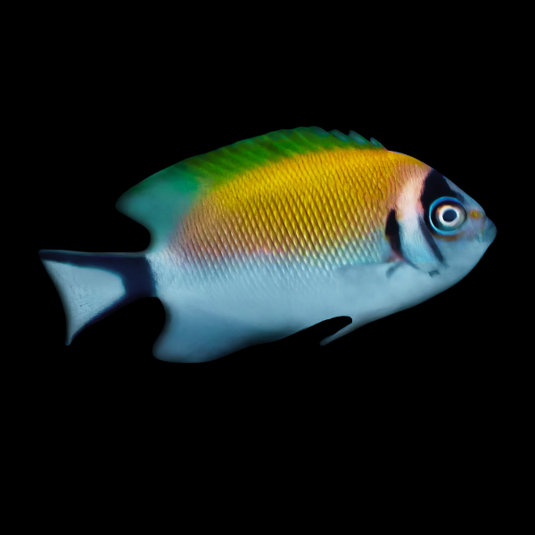 Masked Swallowtail Angel Genicanthus Semifasciatus - Real Aquatics