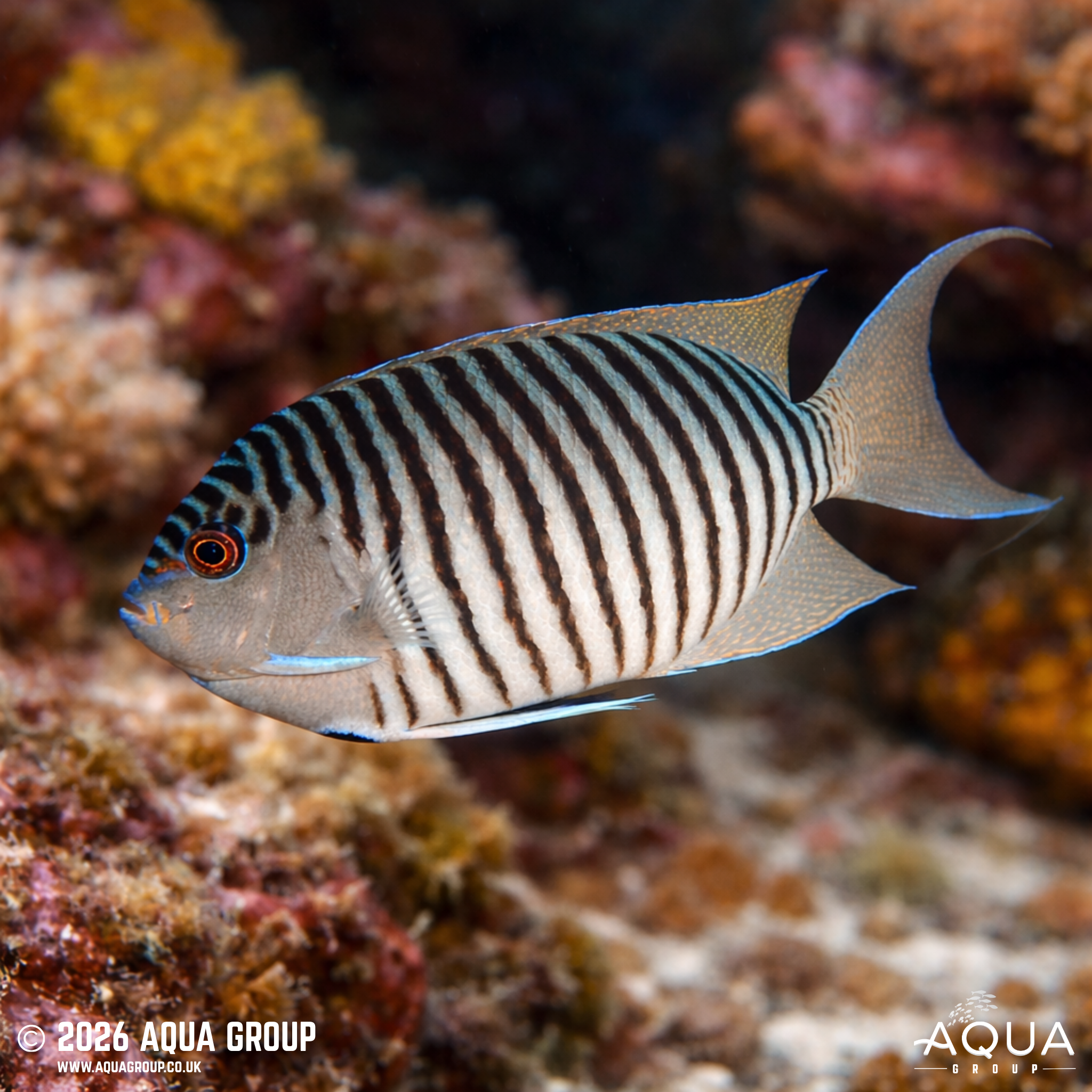 Masked Swallowtail Angelfish (Genicanthus melanospilos)