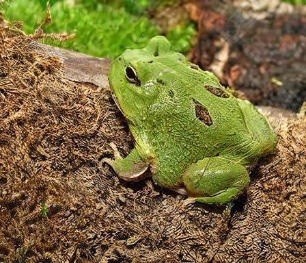 Matcha Horned Frog Ceratophrys Cranwelli 4cm - Real Aquatics