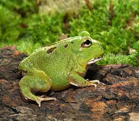 Matcha Horned Frog Ceratophrys Cranwelli 4cm - Real Aquatics