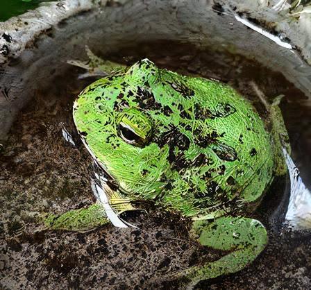 Matcha Horned Frog Ceratophrys Cranwelli 4cm - Real Aquatics