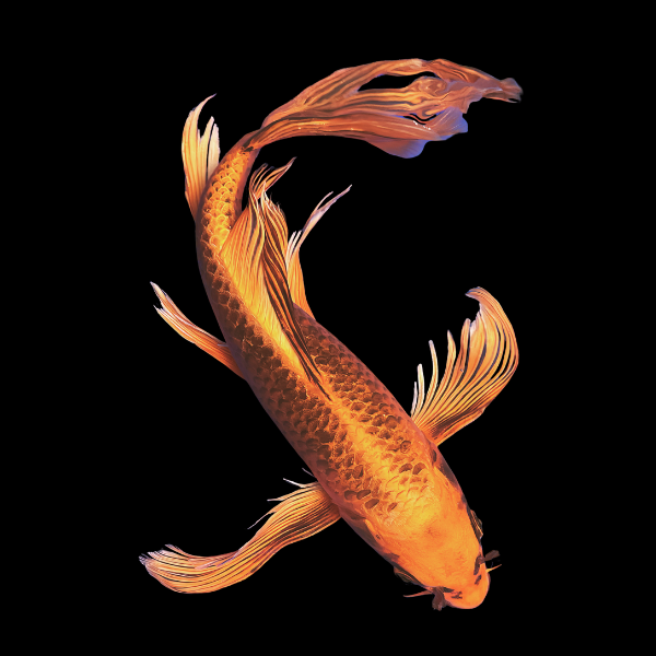 Matsuba Butterfly Grade A Koi Carp Cyprinus Carpio - Real Aquatics