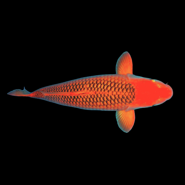 Matsuba Japanese Koi Carp Cyprinus Carpio - Real Aquatics