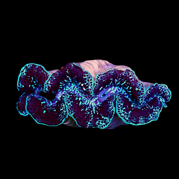 Maxima Coloured Cultured Clam Tridacna Maxima - Real Aquatics