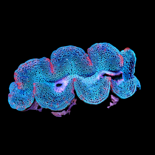Maxima Ultra Cultured Clam Tridacna Maxima - Real Aquatics