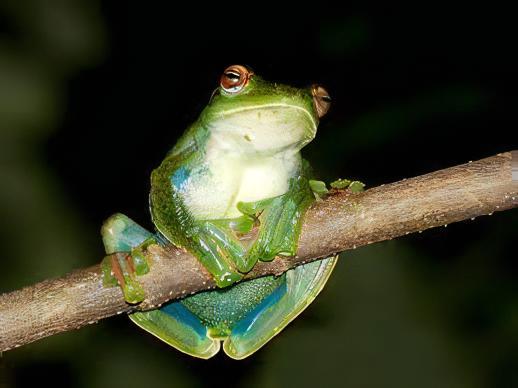 Maylayan Flying Frog Rhacophorus Prominanus 5cm - Real Aquatics