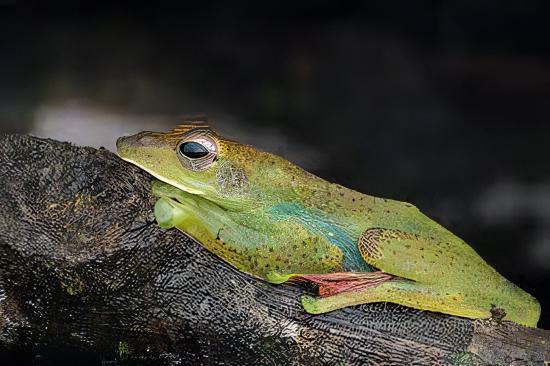 Maylayan Flying Frog Rhacophorus Prominanus 5cm - Real Aquatics