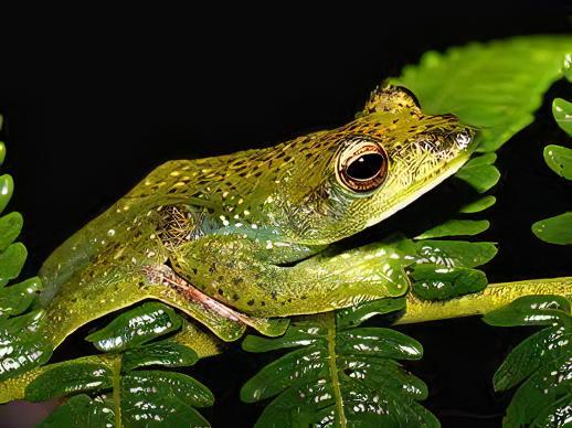 Maylayan Flying Frog Rhacophorus Prominanus 5cm - Real Aquatics