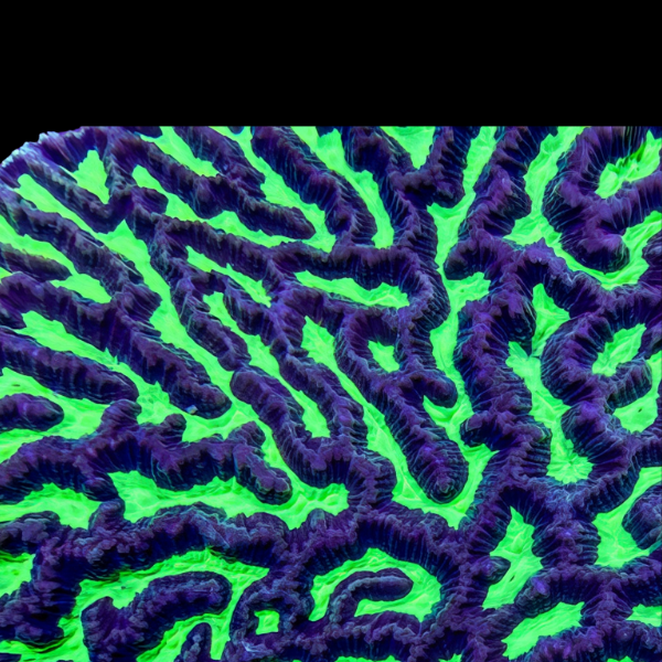 Maze Hard Coral Platgyra Sp - Real Aquatics