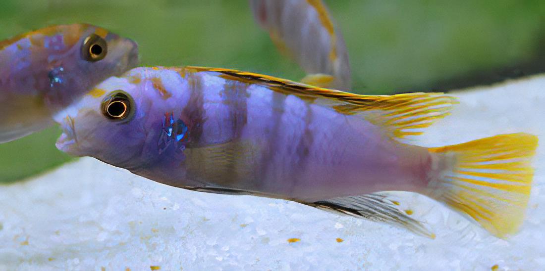 Labidochromis Mbamba Yellow Fin Malawi African Cichlid Small 2 Inches - Real Aquatics