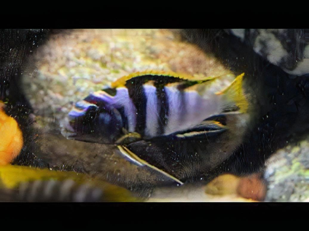 Labidochromis Mbamba Yellow Fin Malawi African Cichlid Small 2 Inches - Real Aquatics